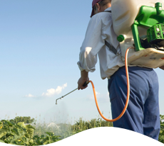 Man spraying substance on plants
